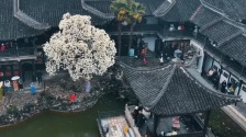 揚州：煙雨何園藏詩意 雨中玉蘭引客來