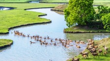 溱湖濕地美 夏日麋鹿歡