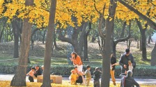 無錫：落葉美景留市民