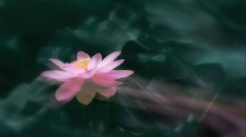 南京：莫愁荷花開 夏意滿塘來